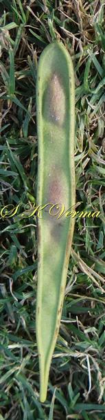  Legume